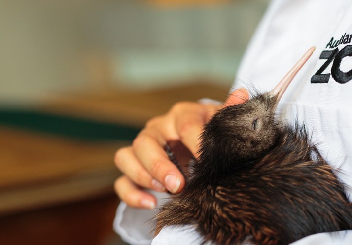 Zoo staff member holding a young kiwi, representing curator-approved animal care and knowledge
