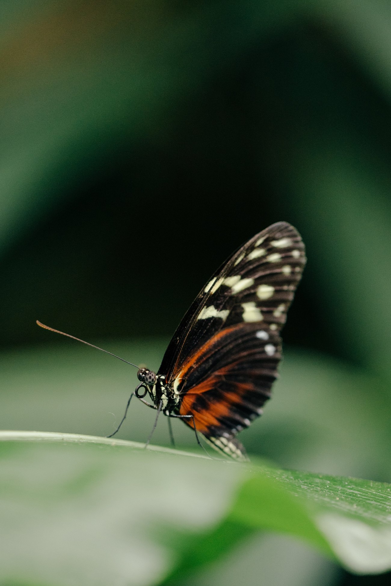 Butterfly resting on a green leaf