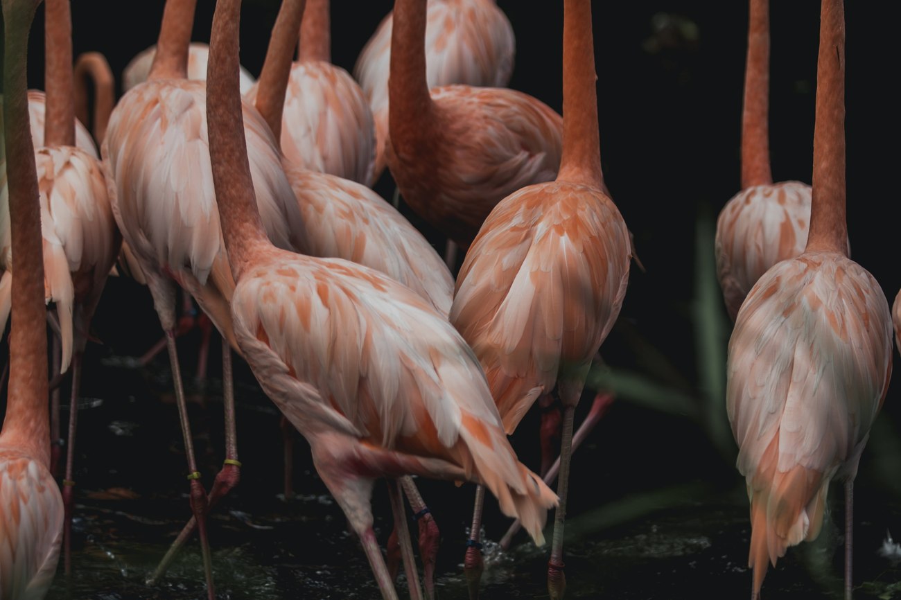 Flock of flamingos standing together