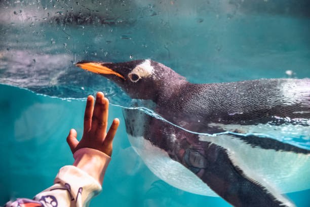 Child's hand pressed to the glass as a penguin swims past