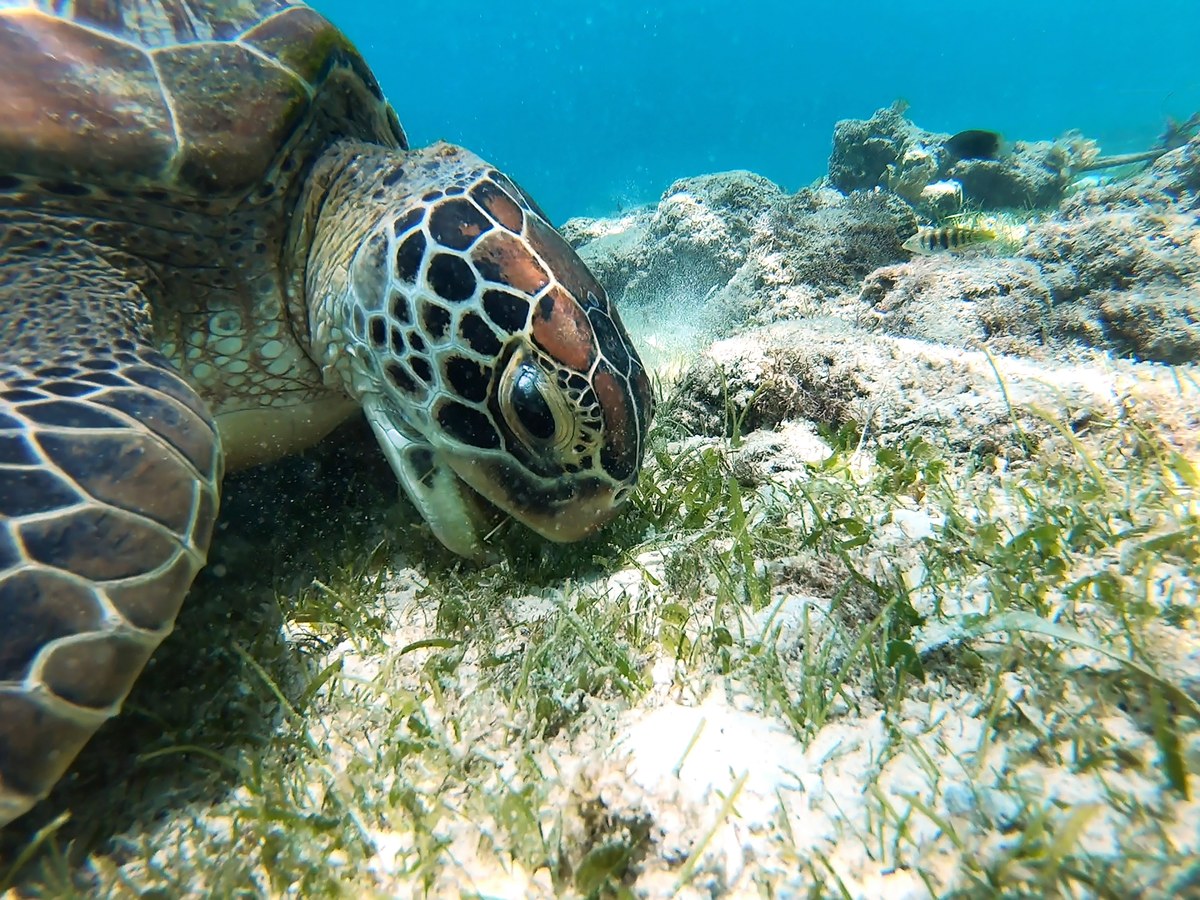 Green sea turtle swimming