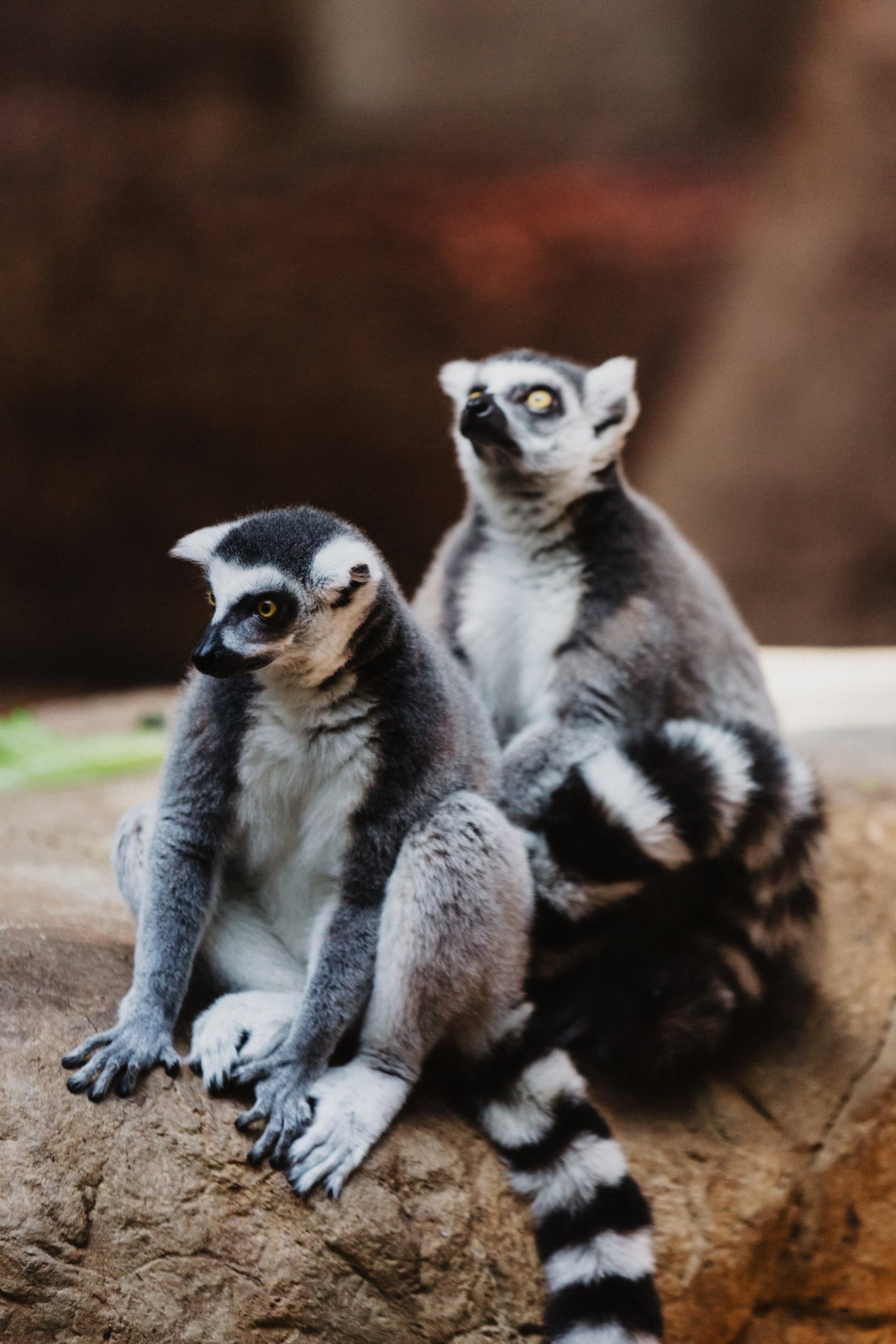 Lemurs sitting together on a log