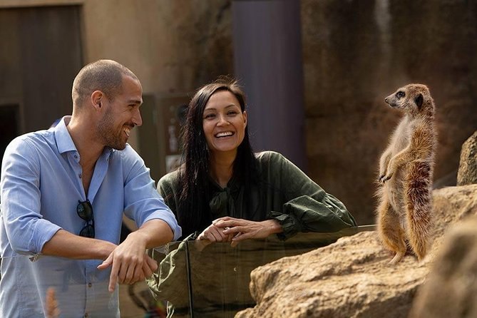 Two visitors laughing at the glass as a meerkat stands upright on a rock, watching them back