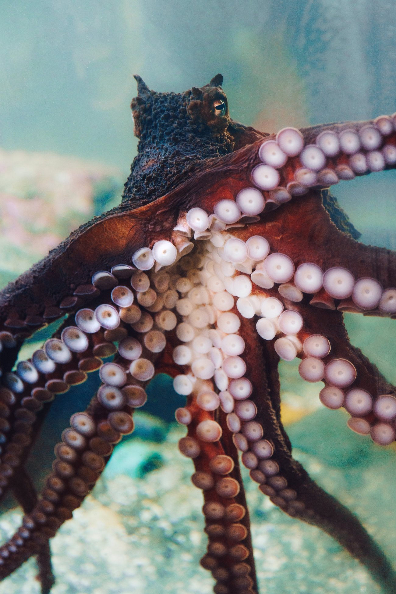 Octopus head and eye against the glass, arms spread wide
