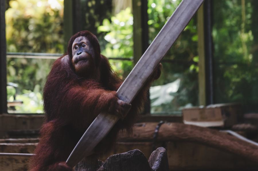 Rescued orangutan