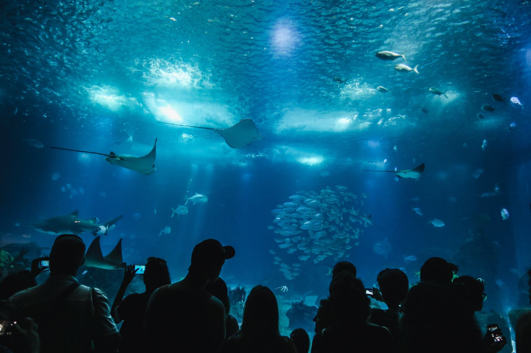 Visitors silhouetted against an illuminated aquarium tank