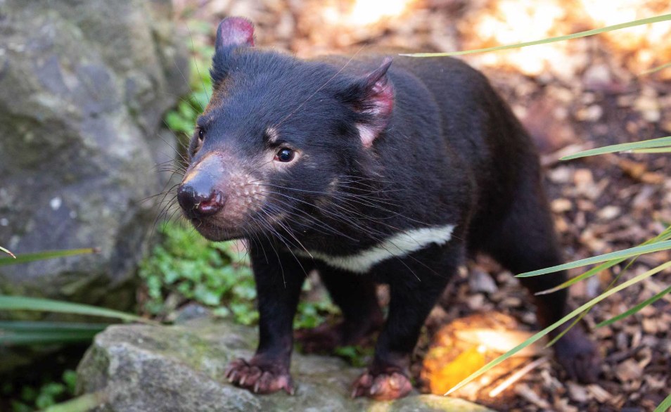 Tasmanian devil standing on a rock
