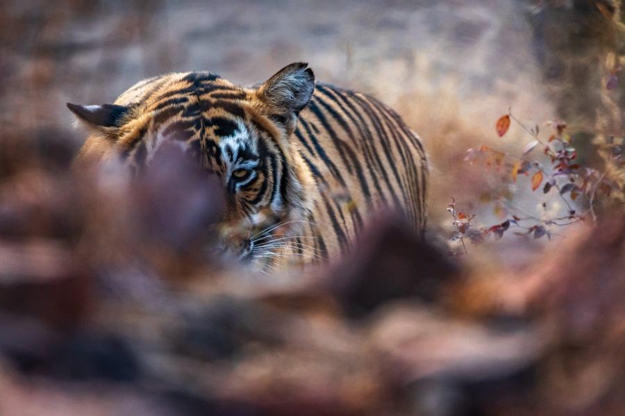 Tiger resting on the forest floor
